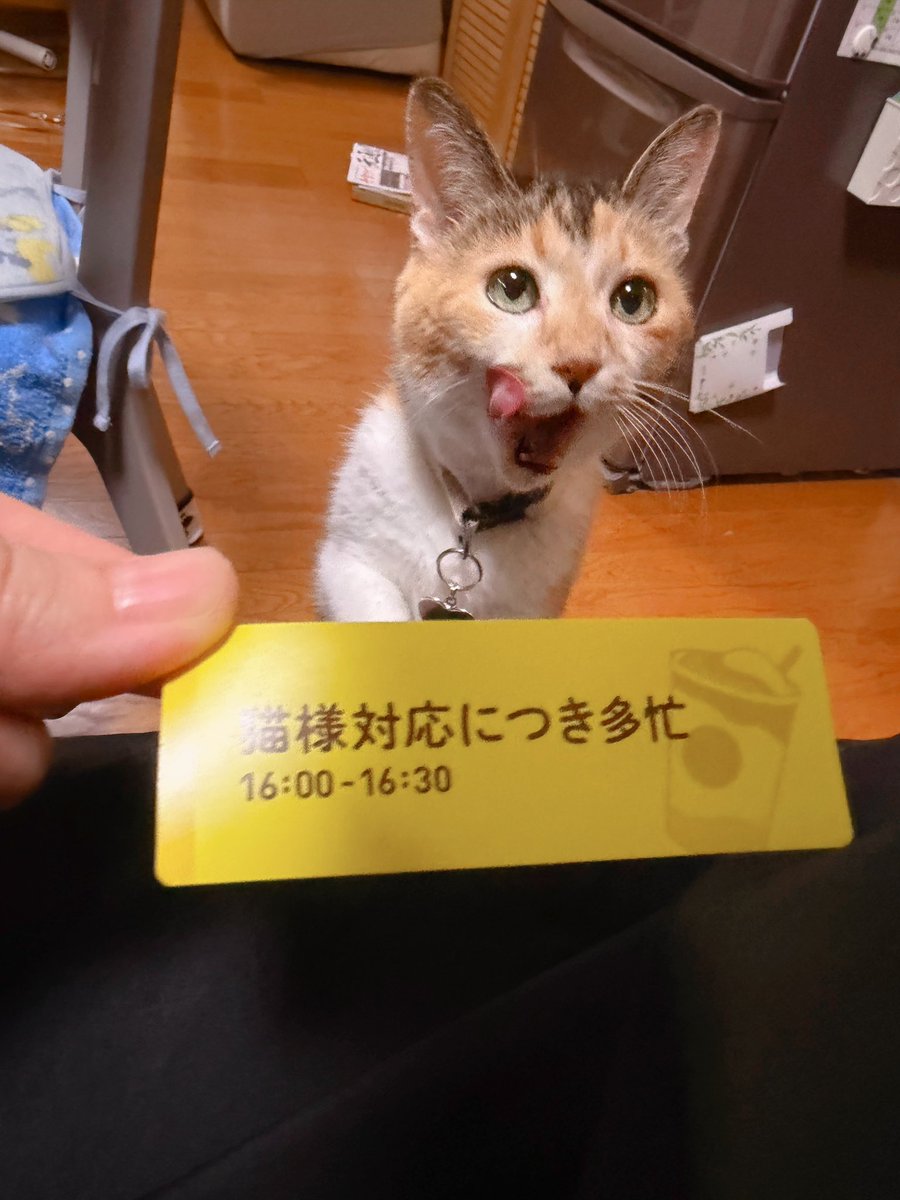 猫様対応につき多忙 🐱