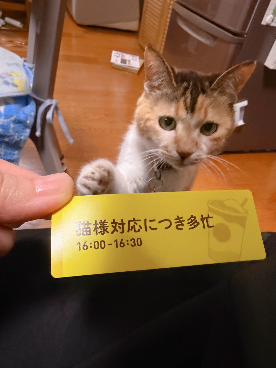 猫様対応につき多忙 🐱