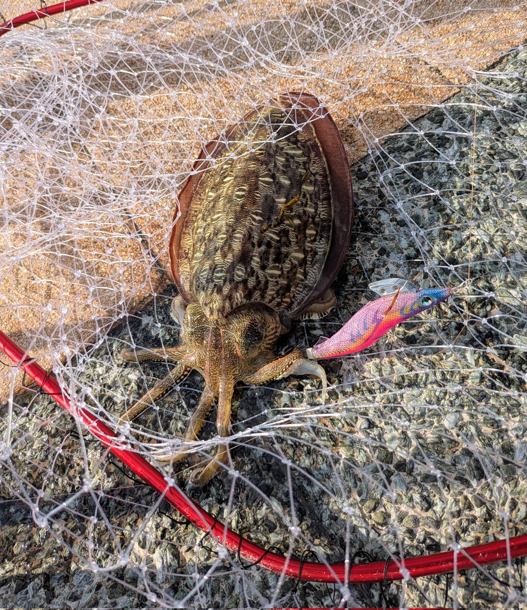 KIIfishingplus's tweet photo. 今年初関門エギング🥹
600gの小型モンゴリアン２杯とマツバ１杯
アオリはヤエンじゃないと厳しいっす🥹 https://t.co/mC4dv24VGI
