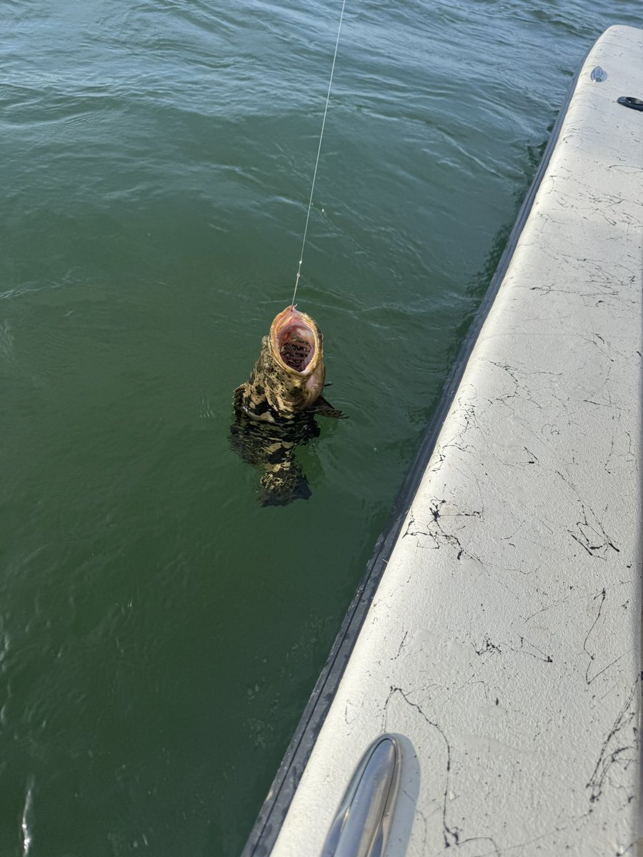 amrosla's tweet photo. @HarryDisaOG @stoolpresidente According to our guide in Florida less than a month ago. It’s a Goliath. https://t.co/Vvhgcq7emF