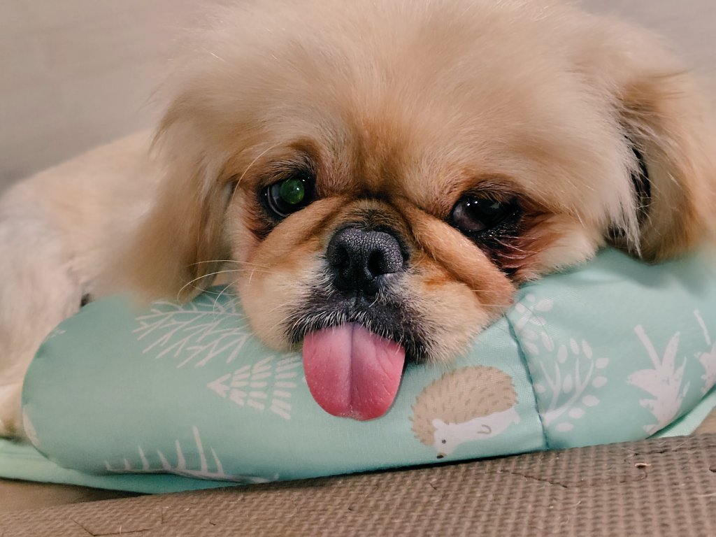tottemo__pretty's tweet photo. 舌出過ぎな犬

#ペキニーズ
#페키니즈 https://t.co/Sz0BBPed4B