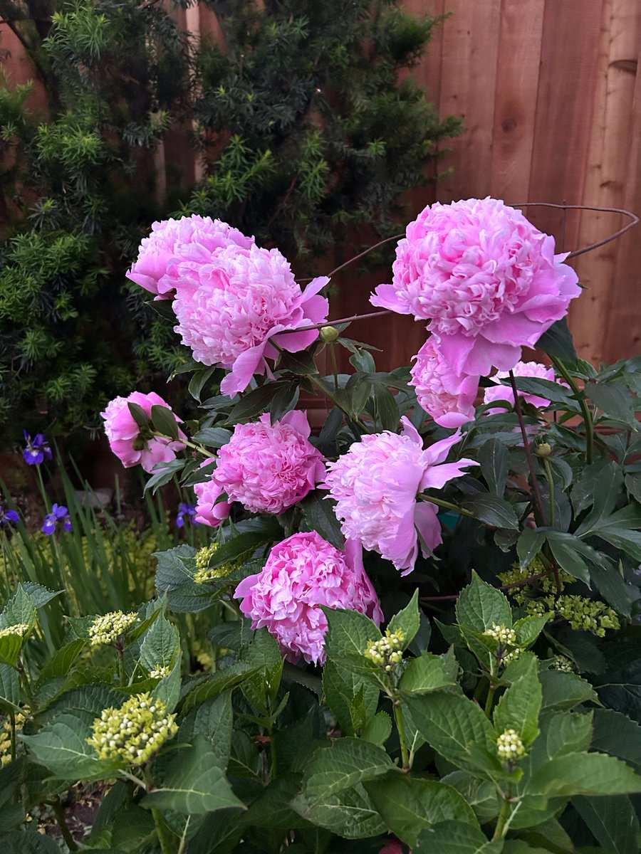 eastsidedads's tweet photo. Happy Friday. #eastvan https://t.co/QHN19TthHg