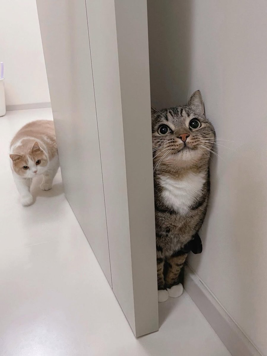 No Context Cats tweet media