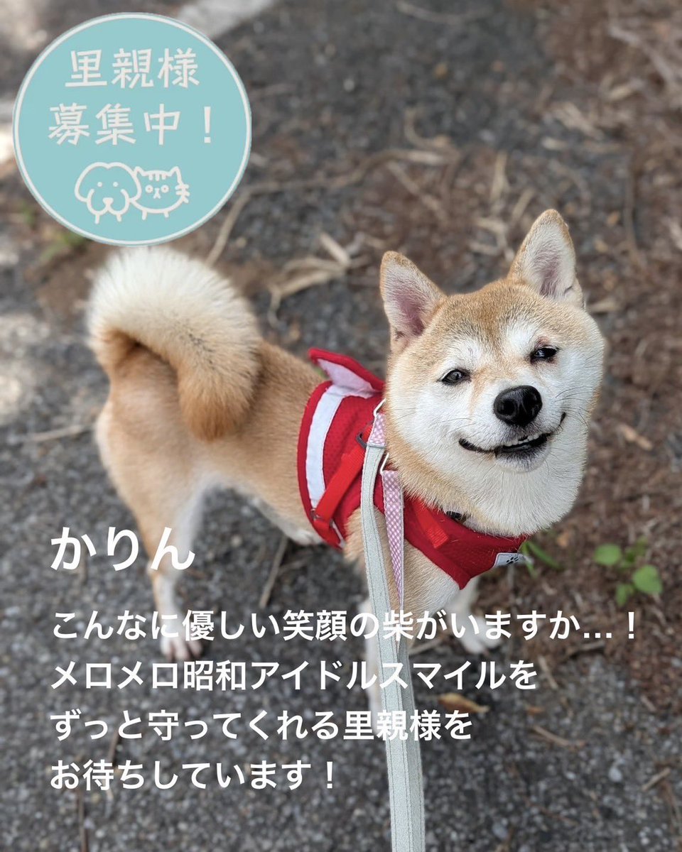 petminuma's tweet photo. #里親募集中　🐕
かりん
2022.3.22生まれの女の子！
#柴犬
(豆柴サイズ)

メロい、という単語を最近知りましたが、
知らない方には「これがメロい」です！
と説明できるほどメロい…！
(メロメロになるほど魅力的という意味らしい😆)

 #保護シェルター https://t.co/FtDuVF3u6V