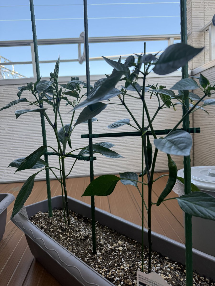 cuore_jr's tweet photo. あ。
そーいえば、
自宅でトウガラシ栽培始めました🌶️

4株でそのうち1株は鷹の爪、
それ以外は韓国トウガラシ🌶️です😏

今んとこ、実も花も順調です。
がんばります✊🏻
(↑もちろん仕事も🤪) https://t.co/hUtadvpd0O
