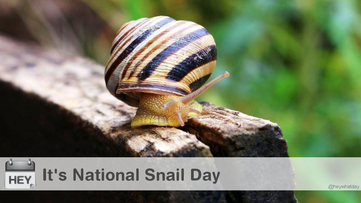 HeyWhatDay's tweet photo. It's National Snail Day!
#NationalSnailDay #SnailDay #Snail https://t.co/DSZbqukOvQ