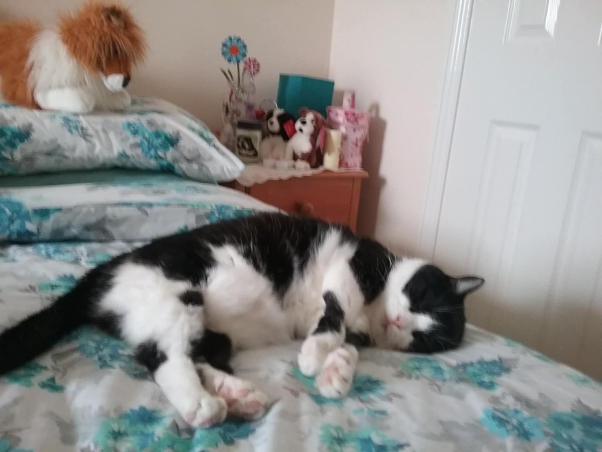 mantle_carol's tweet photo. We are here on our #fluffyclouds ☁️🌈 Wishing effurryone a lovely weekend &amp; great new week ahead 🙏 Thank you for the amazing support  again this week it's truly appreciated. Take care 🙏 #AngelDannyBoy  #AngelSamiCat 🐾🐾🐕🐈‍⬛🤗❤️🌈 #CatsOnTwitter  #DogsofTwittter #DogsOnTwitter https://t.co/9CHgkk77zQ