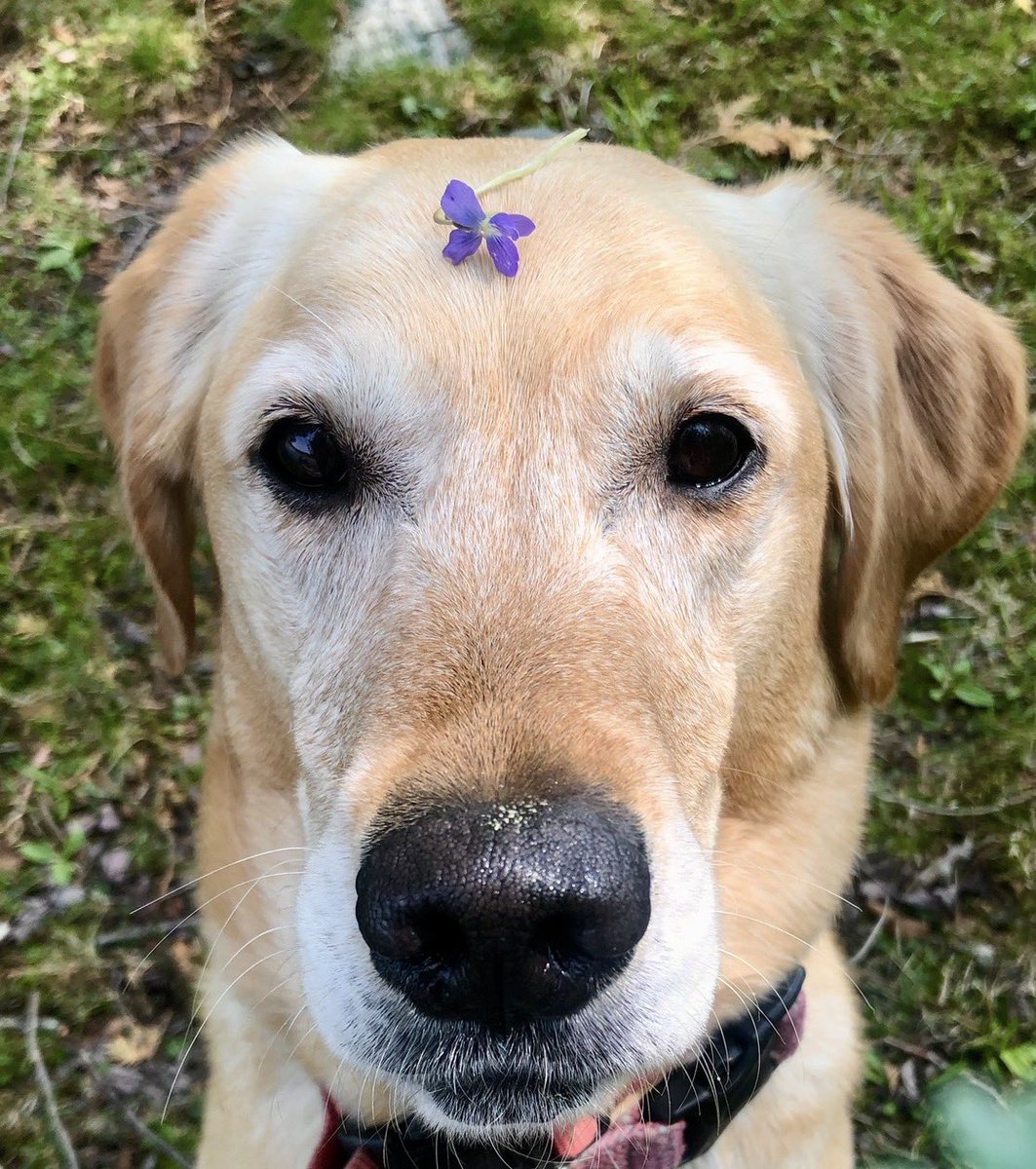 lake_lab's tweet photo. Happy #FloofHeadsFriday my friends! We found a tiny purple violet, our provincial wildflower. Isn’t it cute? It’s a reminder that something tiny can have a big impact. Always be caring and kind. You never know what somebody else’s shoes feel like. (Well, I REALLY don’t know.) https://t.co/yEwMf9o8iy