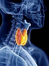 docjohntwit's tweet photo. Pam Bondi’s Diagnosis Brings Attention to Thyroid Cancer: Why the Prognosis Is Often Very Good

A Public Diagnosis Draws Attention to Thyroid Cancer
Former Attorney General Pam Bondi, age 60, was reportedly diagnosed with thyroid cancer after leaving the Department of Justice and has undergone treatment. Reports state that she is recovering.

No public details have been released regarding her exact type of thyroid cancer or its stage. Those details matter because thyroid cancer is not a single disease. Some thyroid cancers are slow-growing and highly treatable, while a small minority are much more aggressive.

The news does, however, bring attention to a cancer that often has an excellent prognosis when properly identified and treated.
https://t.co/MujncBYHk6