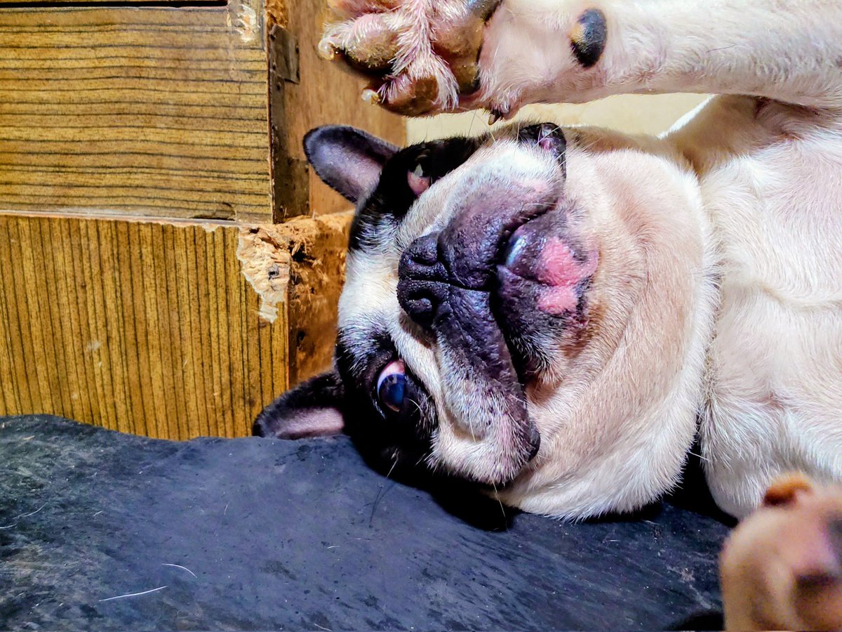 うちのお犬様。(*^^*)(*^^*)可愛いよ、肉球🐾