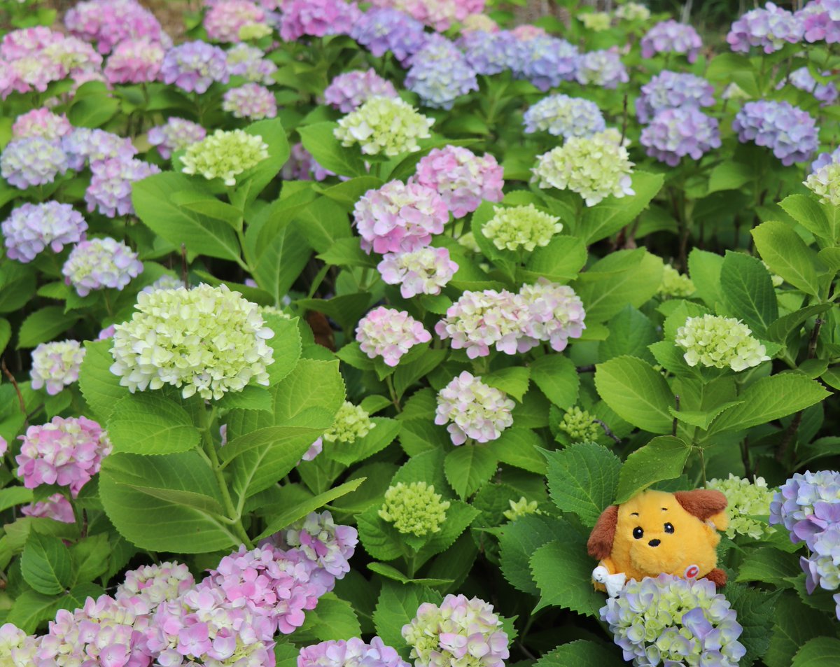 Custom_kun's tweet photo. 【カスタム君】
雨上がりのあじさいがきれいだワン✨
あじさいは神戸市の市民の花なんだって、知ってた？

#神戸税関 #税関 #カスタム君 #ぬい活 #神戸市 #あじさい #葉っぱの傘 #てるてる坊主 https://t.co/7iiLrN1pYE