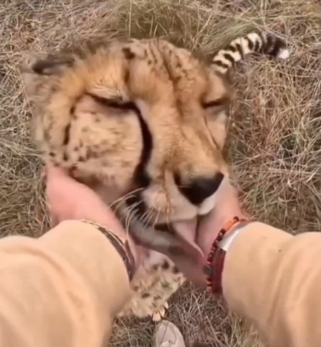 MaxsSidePlace's tweet photo. As I mentioned, this took inspiration from real life. I used a snapshot taken from this adorable cheetah video: https://t.co/3HyfTIGbn8 https://t.co/Zb7Nl2AnYe