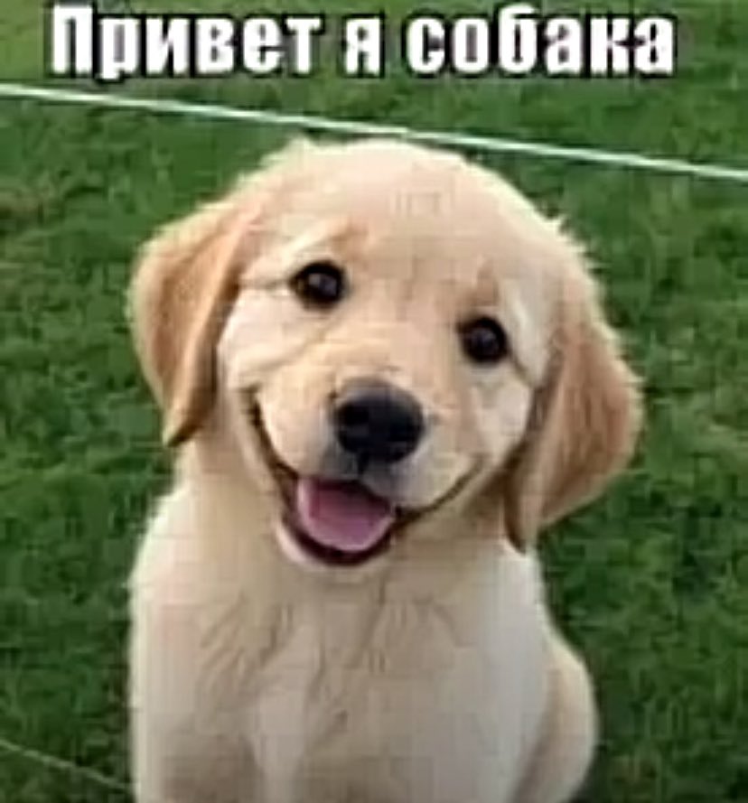 wai_dancer's tweet photo. Кажется я нашла своих тотемных собак….. https://t.co/eU5L63cvUF