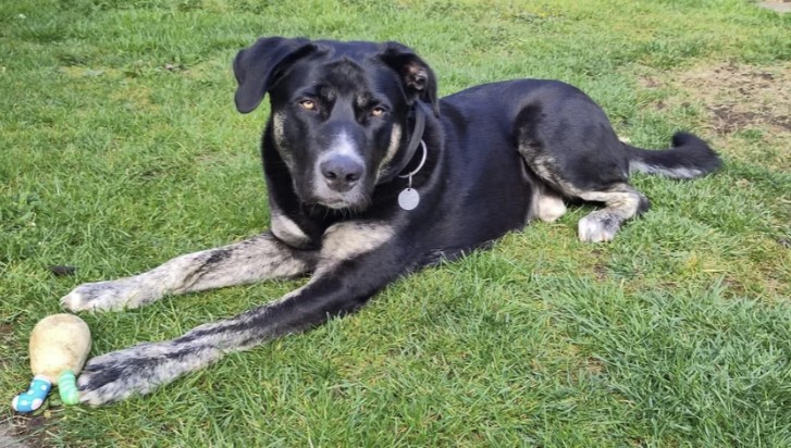 Rescue dogs for rehoming tweet media