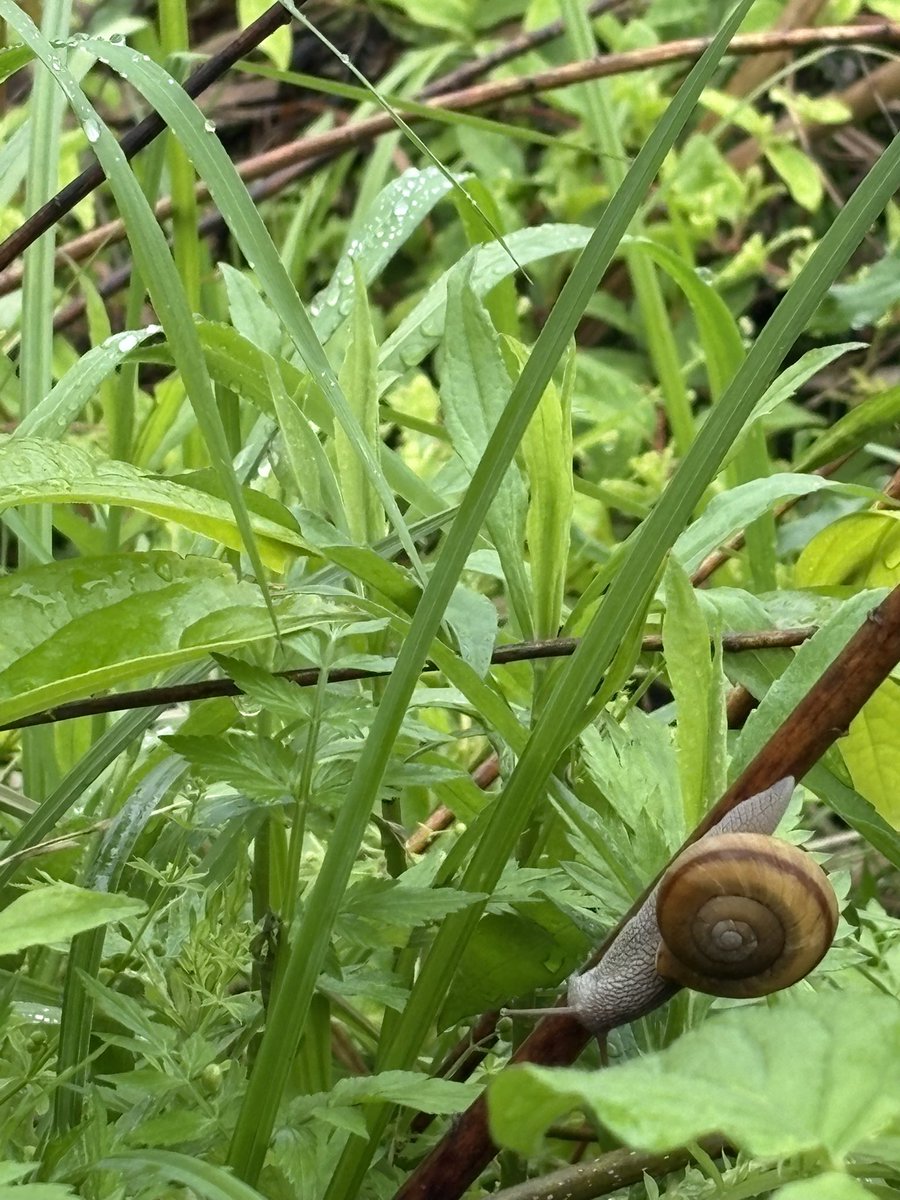 fuminpas's tweet photo. ６月のカレンダーです🐌☔️

重大なお知らせです
６月からケーキセットの100円値引きを廃止させていただきます！
コーヒーのおかわり50円引きも…

お店で扱う"全てのもの”が値上がりしています
何卒ご理解賜りますようお願いいたします🙇🙇🙇

#風゜輪
#美味しいケーキ
#美味しい珈琲 https://t.co/FZoQt0WKpN