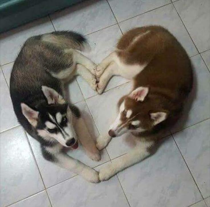 Husky_Lover tweet media