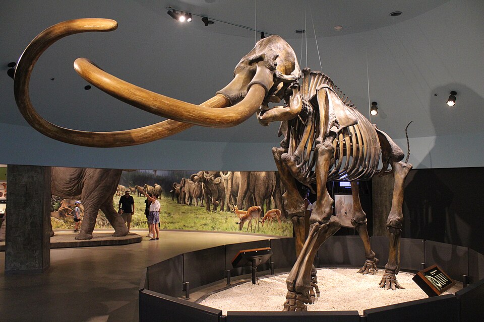 Kapro_The_Auto's tweet photo. It continues to annoy me how Jurassic is so allergic to adding cenezoic animals other than in side material like games or shows

Plus, think the of the toy sales. Who doesn't want to buy a Mammoth toy with the JP/JW logo on it? https://t.co/BtMUBTVvXc
