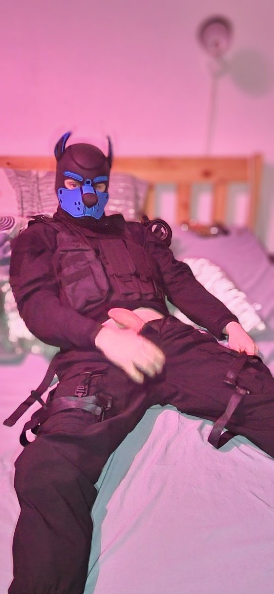 GearPupGus's tweet photo. Im needing a hand with something.... are you going to help? #puphood #pupplay https://t.co/XdKNBEs8gK