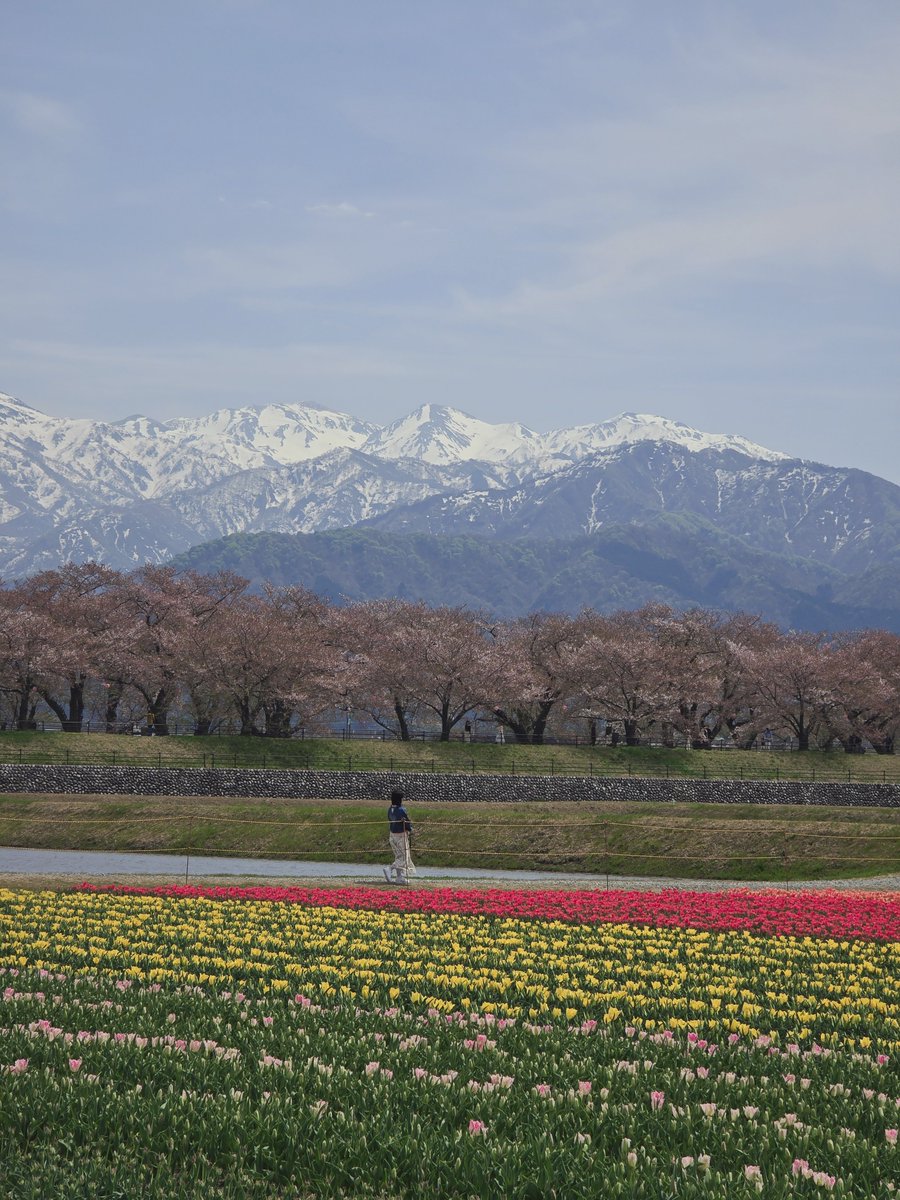 applecider733's tweet photo. Toyama ช่วงสงกรานต์สวยจริงงง ถ้าจัดแพลนดีๆ จะได้ไป asahi, tateyama alpine route, kamikochi ทั้งหมดในทริปเดียวด้วย

ซึ่งฉันจัดไม่ดี จบ. 😅😅😅 https://t.co/TbyGCqCyGr
