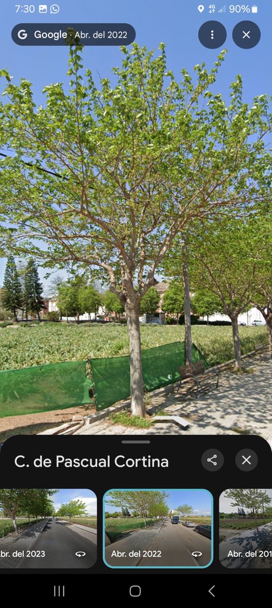 arbopalm's tweet photo. Las series de imágenes basadas en el histórico de StreetView se han consolidado como una herramienta imprescindible de aprendizaje de #arboricultura moderna. Sus utilidades son bien numerosas y el límite tu pensamiento crítico.
Una década de crecimiento de moreras👇🏻 https://t.co/SIMPCIfFz4