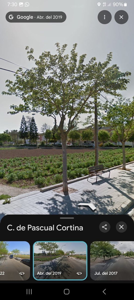 arbopalm's tweet photo. Las series de imágenes basadas en el histórico de StreetView se han consolidado como una herramienta imprescindible de aprendizaje de #arboricultura moderna. Sus utilidades son bien numerosas y el límite tu pensamiento crítico.
Una década de crecimiento de moreras👇🏻 https://t.co/SIMPCIfFz4
