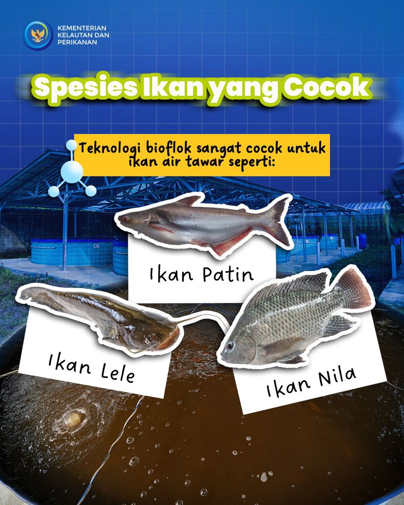 kkpgoid's tweet photo. Yuk, intip detail dan keunggulan bioflok di slide di atas. Kira-kira, apa lagi nih yang pengen kamu tahu seputar sistem bioflok? Komen yaa 😉

#BudidayaBerkelanjutan #BudidayaTematik #BudidayaBioflok https://t.co/zYjSe0ulXk