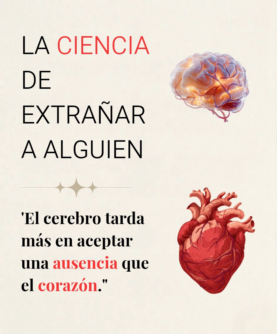 AtencionYoSoy's tweet photo. La ciencia de extrañar: Por qué el cerebro tarda más en soltar que el corazón. 🧠💔

🧵_🧵 https://t.co/VH0rkRhwfe