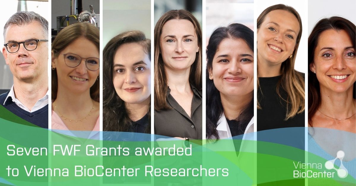 viennabiocenter's tweet photo. Excited to share that no less than seven researcher affiliated to the Vienna BioCenter have received funding from the Austrian Science Fund
@FWF_at!

Read more about their work here: https://t.co/ORPj2bCQky https://t.co/BdgXCysc3l