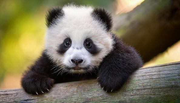 Panda tweet media