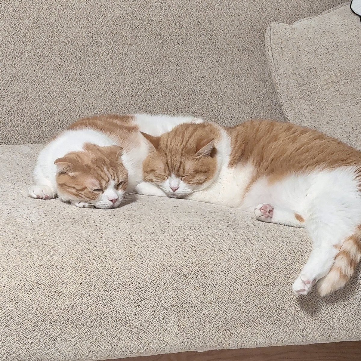 sakura__qoo's tweet photo. 配信中にかわいくて撮ったねこだよ🤍😽 https://t.co/BSvapDV8Pt