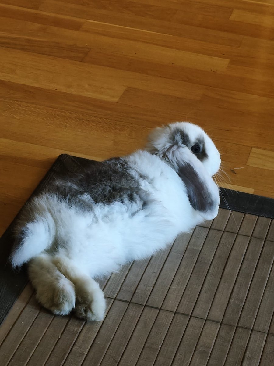 ItsLauraLips's tweet photo. He says Hi 😝 https://t.co/Wx8faB3rbg