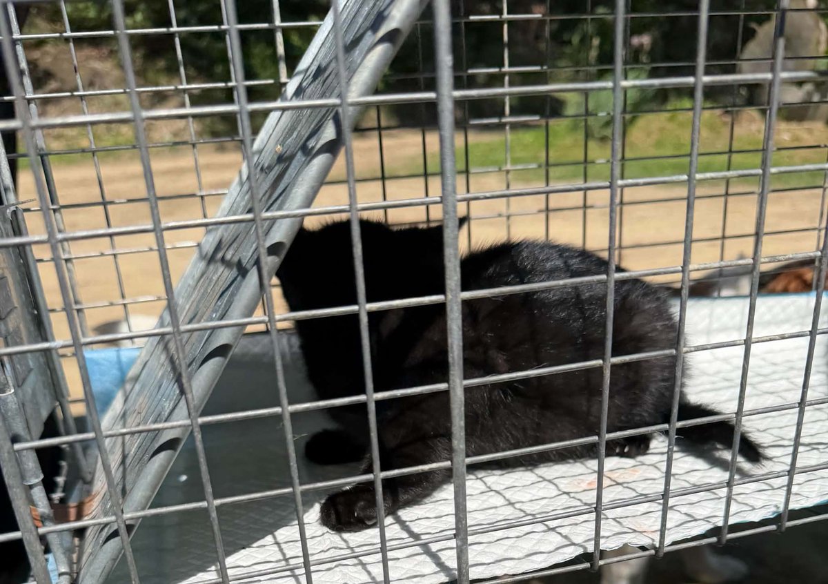 SpayNeuter4's tweet photo. 5 for 5 day yesterday. Will be available for adoption in near future https://t.co/stE6L8DvCs