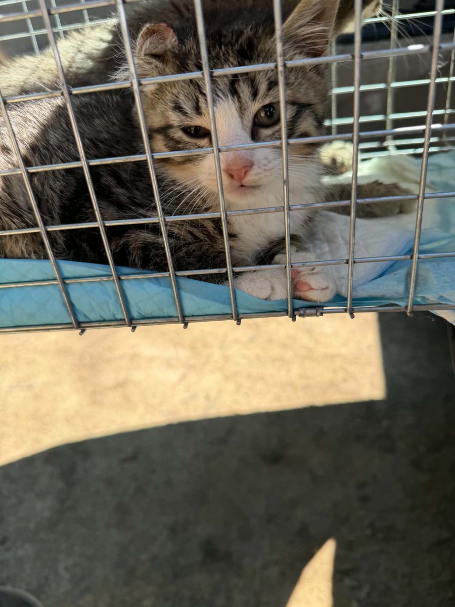 SpayNeuter4's tweet photo. 5 for 5 day yesterday. Will be available for adoption in near future https://t.co/stE6L8DvCs