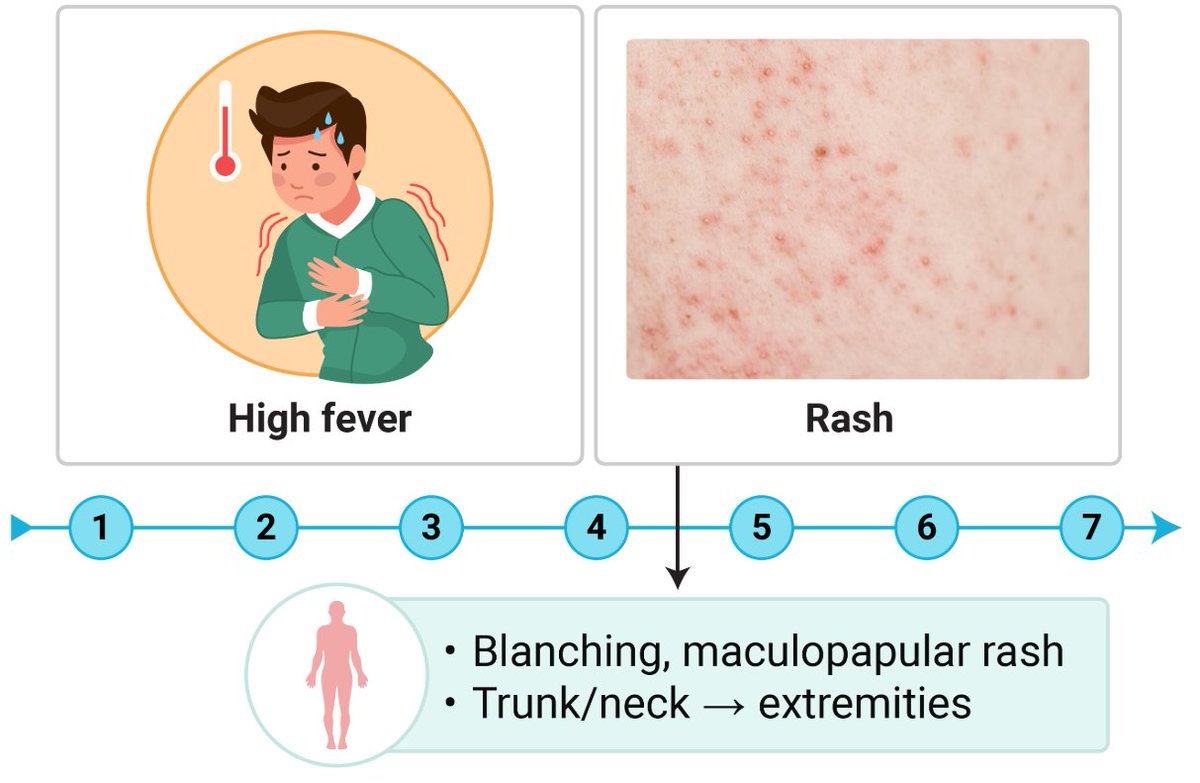 BodyExplained's tweet photo. 🌡️Fever THEN a rash?

Diagnosis? https://t.co/FAX4ZqYgzS