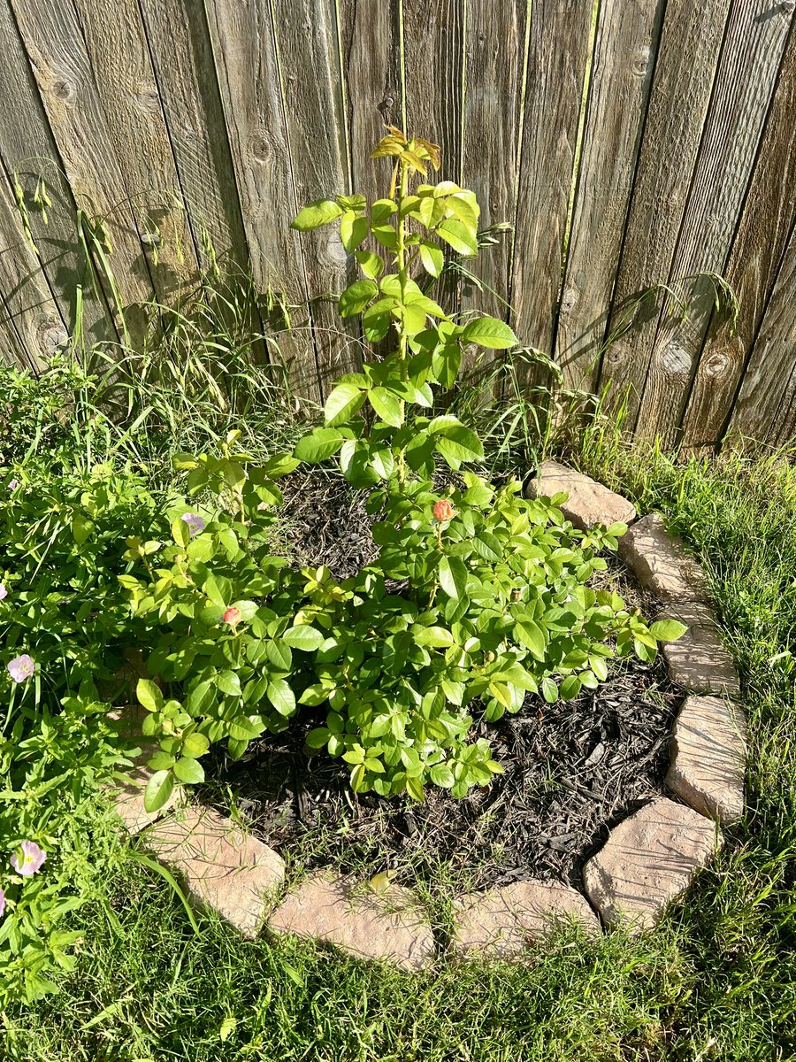 Trekin's tweet photo. Remember when I planted these 2 months ago from a teeny plant? Now it’s got this giant shoot. My beds look awful but we’ve had a ton of rain &amp; I’ve been mostly out of town all week. Maybe next weekend we can clean them up. https://t.co/E8YZbKPvZp