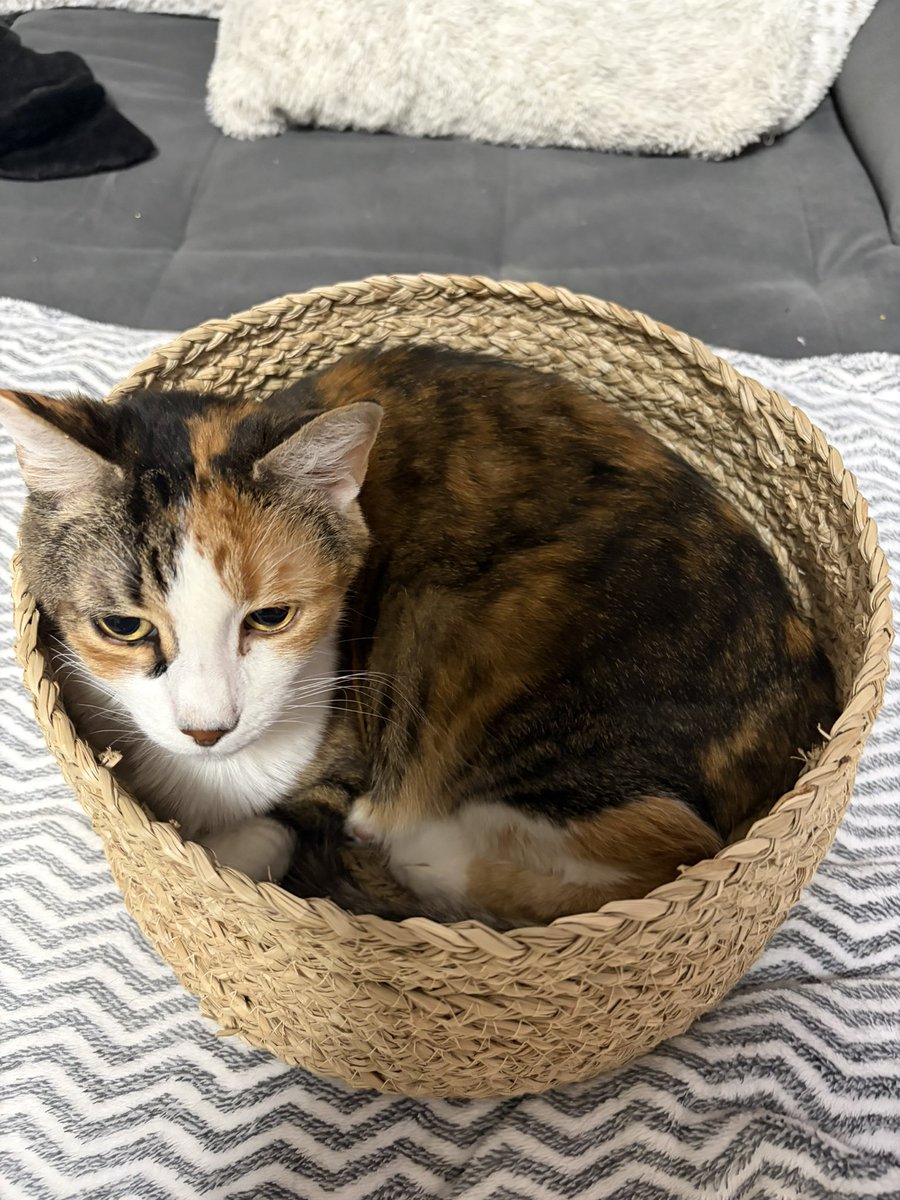 nyammychu's tweet photo. Hi. I never wanted to make a post like this but my cat had to be put down. We want to cremate her but don't currently have the funds for it. I will link my kofi down below. Anything helps even just sharing and thank you so much. <3
Rest in Peace Lulu https://t.co/oRXo293BI7