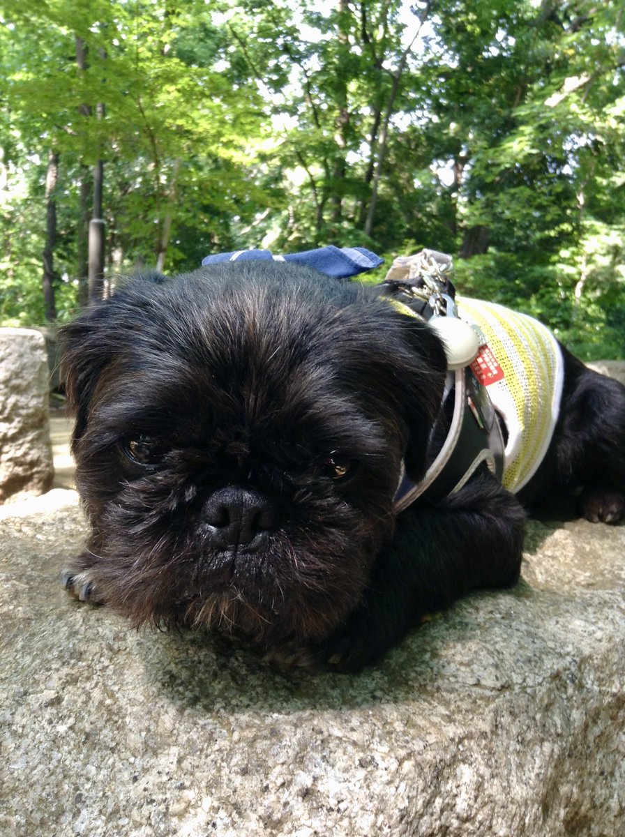VectorEliot's tweet photo. 公園のお山のテッペン⛰️
石の上で涼をとるのが むじの日課
この年の秋に公園の拡張工事が完了して、広い芝生エリアができたの。するとみんなが集まってくるようになり、むじにはお友達がたーくさんできた😄
2014年5月29日 https://t.co/PS4yjsxfVX