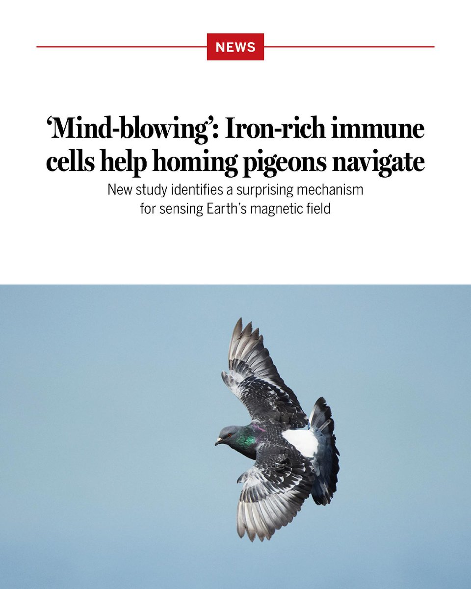 NewsfromScience's tweet photo. Of all the myriad animal senses, the most mysterious and controversial is the perception of magnetism.

Somehow, migratory songbirds, sea turtles, and other creatures detect Earth’s magnetic field and use its directionality to help them navigate.

Now, a new paper has found a surprising mechanism: Iron-rich immune cells within homing pigeons’ livers seem to give the birds their magnetic compass. Learn more: https://t.co/7TmzQAvvnu