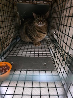 DDAF_org's tweet photo. Here are some pictures from one of @CCHSadopt TNR clinics. DDAF's grant funds assisted with our spay and neuter program. https://t.co/y4aICYrFjH