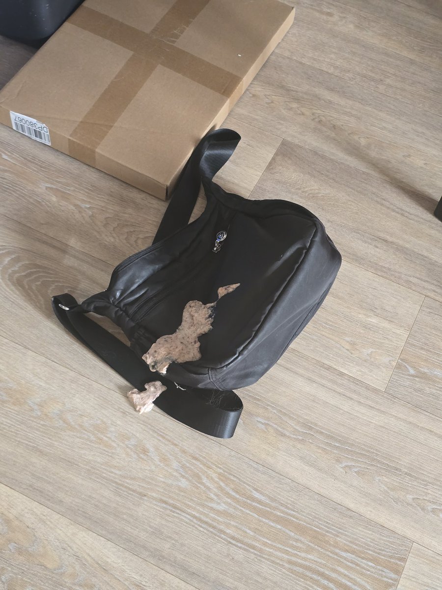 TheFitRunner's tweet photo. You think your cat would throw up somewhere more convenient than your most used bag. The same bag the was knocked off a chair by your other cat 😭 https://t.co/nZhL9FXz8i