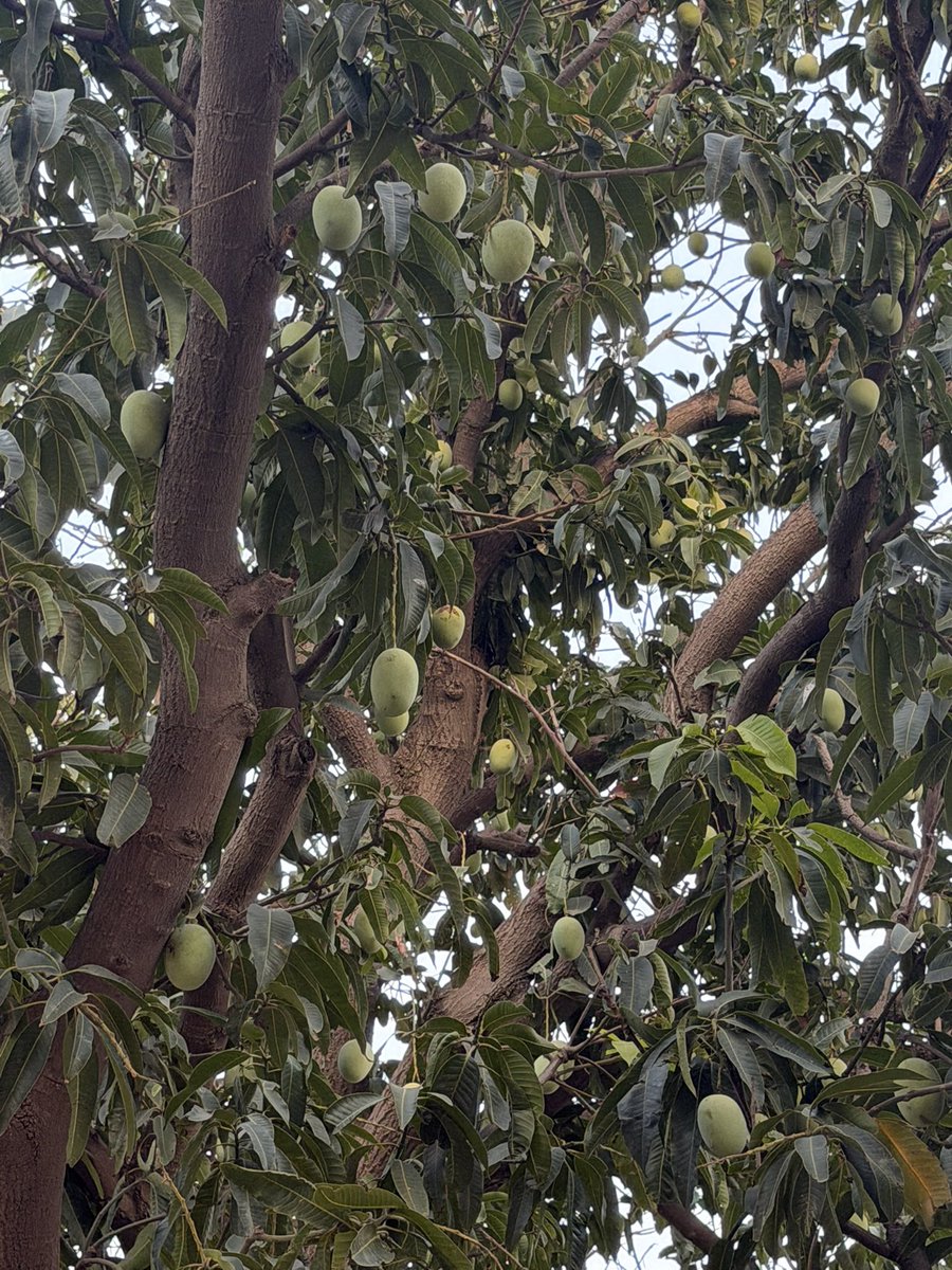 iamMH___'s tweet photo. Good evening #TreePeople 
#Mango Season 
#MyPhoto https://t.co/ZXcWZnnUgU