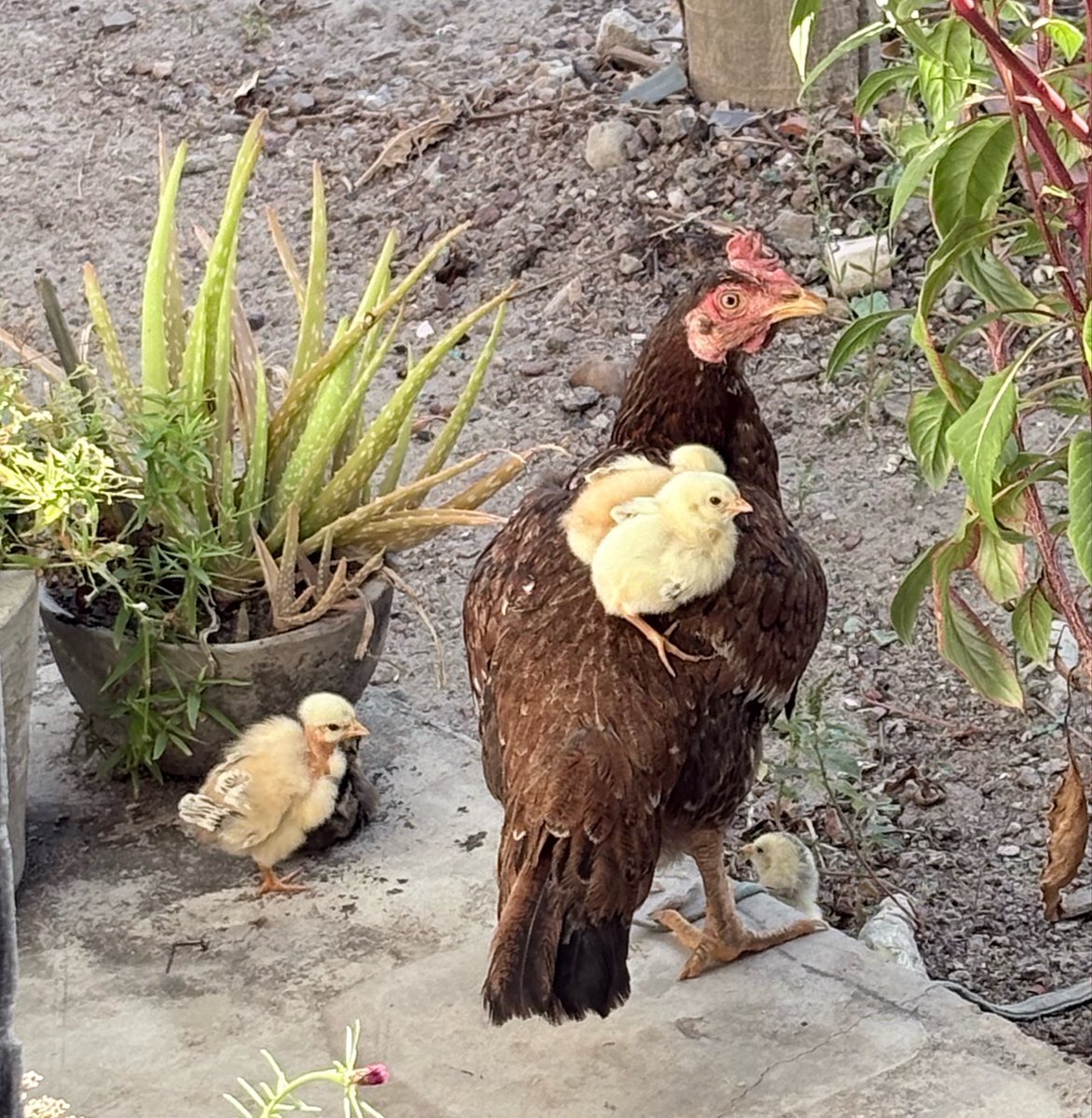tealyvt's tweet photo. @SukiInodea Chickens https://t.co/iuK10cqLIN
