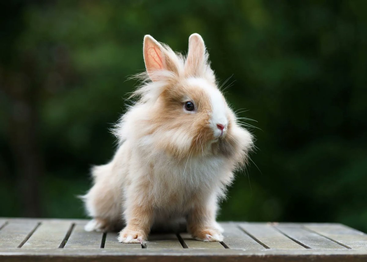 boring_fangirl's tweet photo. @yuriisracoon alternatively, Natsuki could be a Lionhead https://t.co/acG9cCKBay