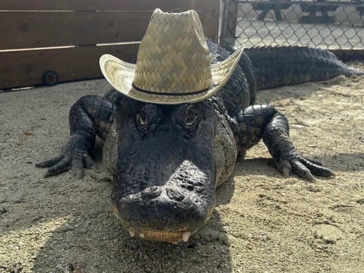 Florida Gators tweet media