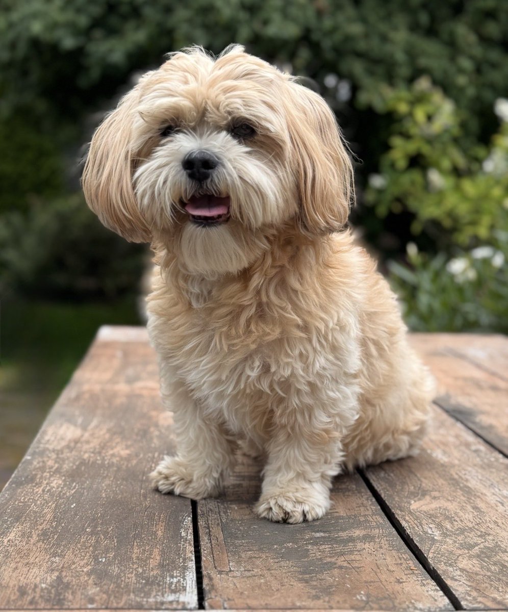 Georgette_dL's tweet photo. @buitengebieden My sweet Billy, almost thirteen years old and still going strong, he looks like a puppy ❤️ https://t.co/9Jl9lODgdc