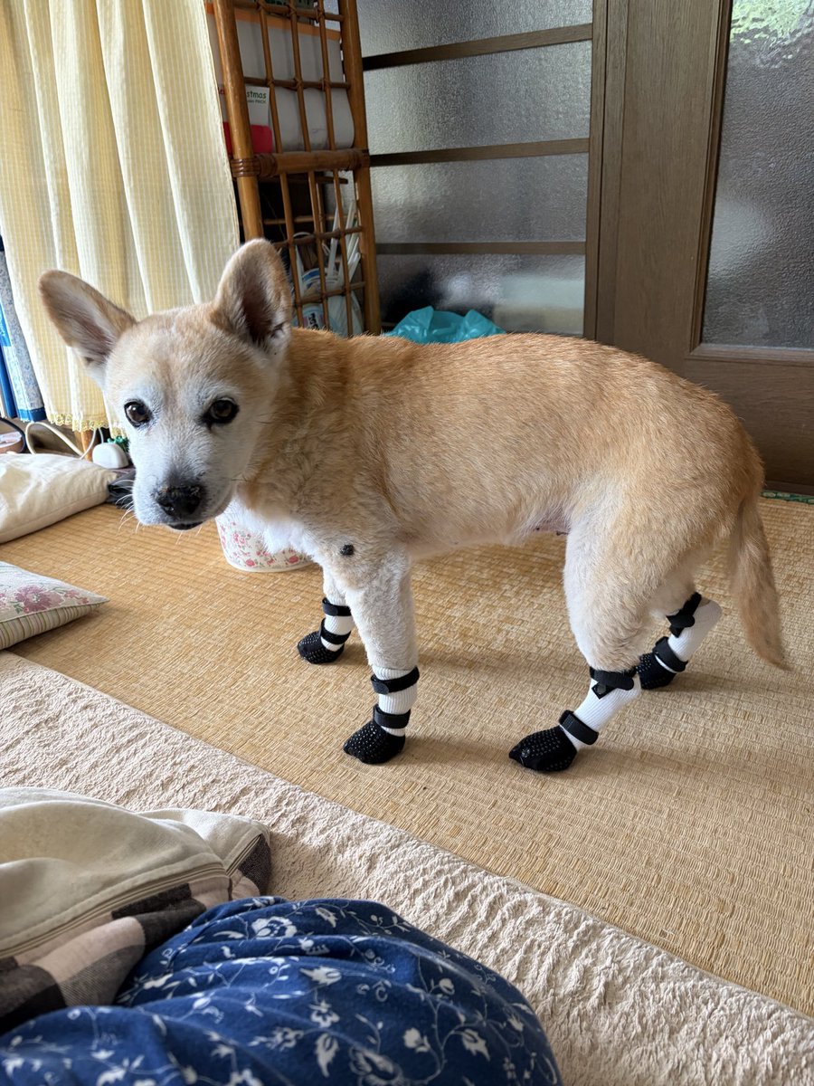 charmy_mam's tweet photo. @koukoshirakawa 車椅子デビューから2週間、いかがですか？うちは滑り止め靴下デビューしました。まだ、なんとか自力歩行で頑張ってます。 https://t.co/h2RCb2Geyx