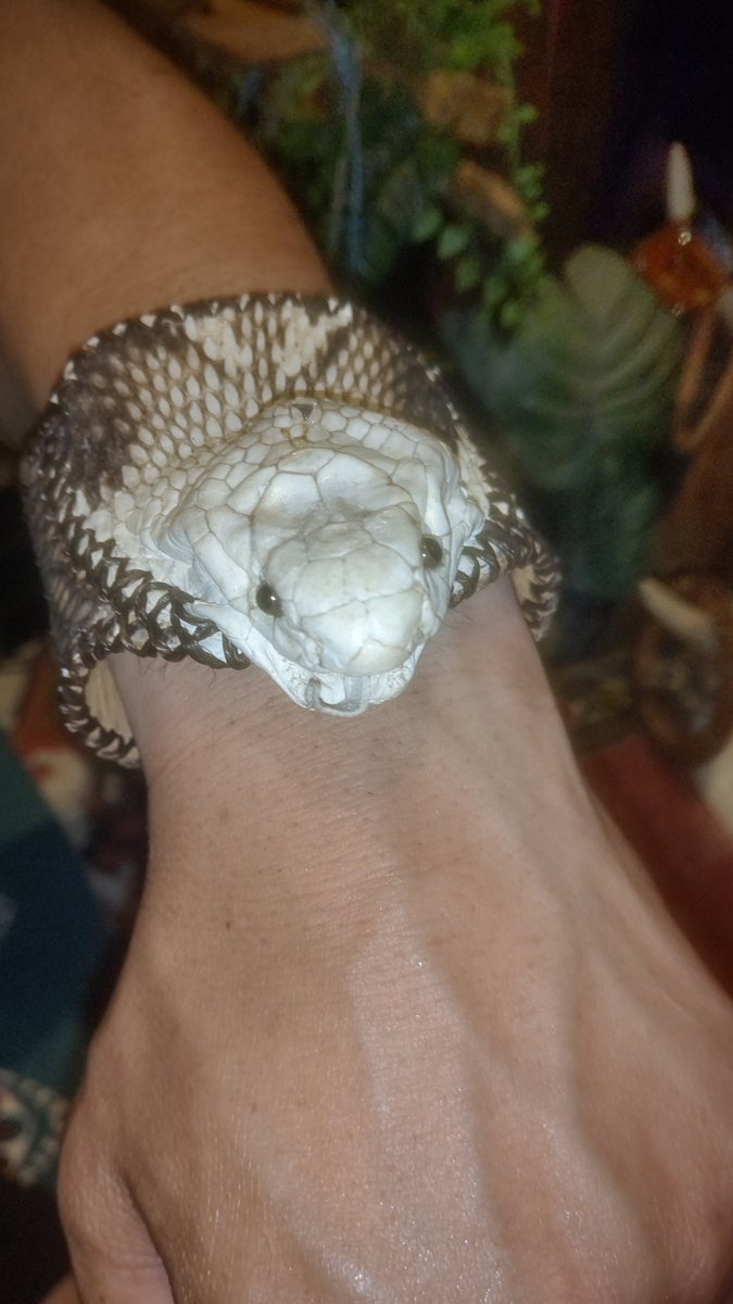 you__9696's tweet photo. @shop_cobra 明日も副業です😓
目、付けましたよ
いい感じです🐍 https://t.co/D389mNxijD