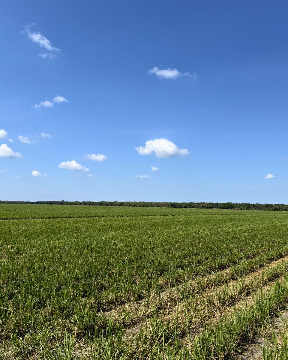 HowardFert's tweet photo. Field Pic Friday 🌱

Farmers have been through a lot this season with the freezes earlier on and the dry conditions lately.
They’ve trusted us to help keep things on track and it’s good to see the results starting to show. https://t.co/4NhLJy9iAQ