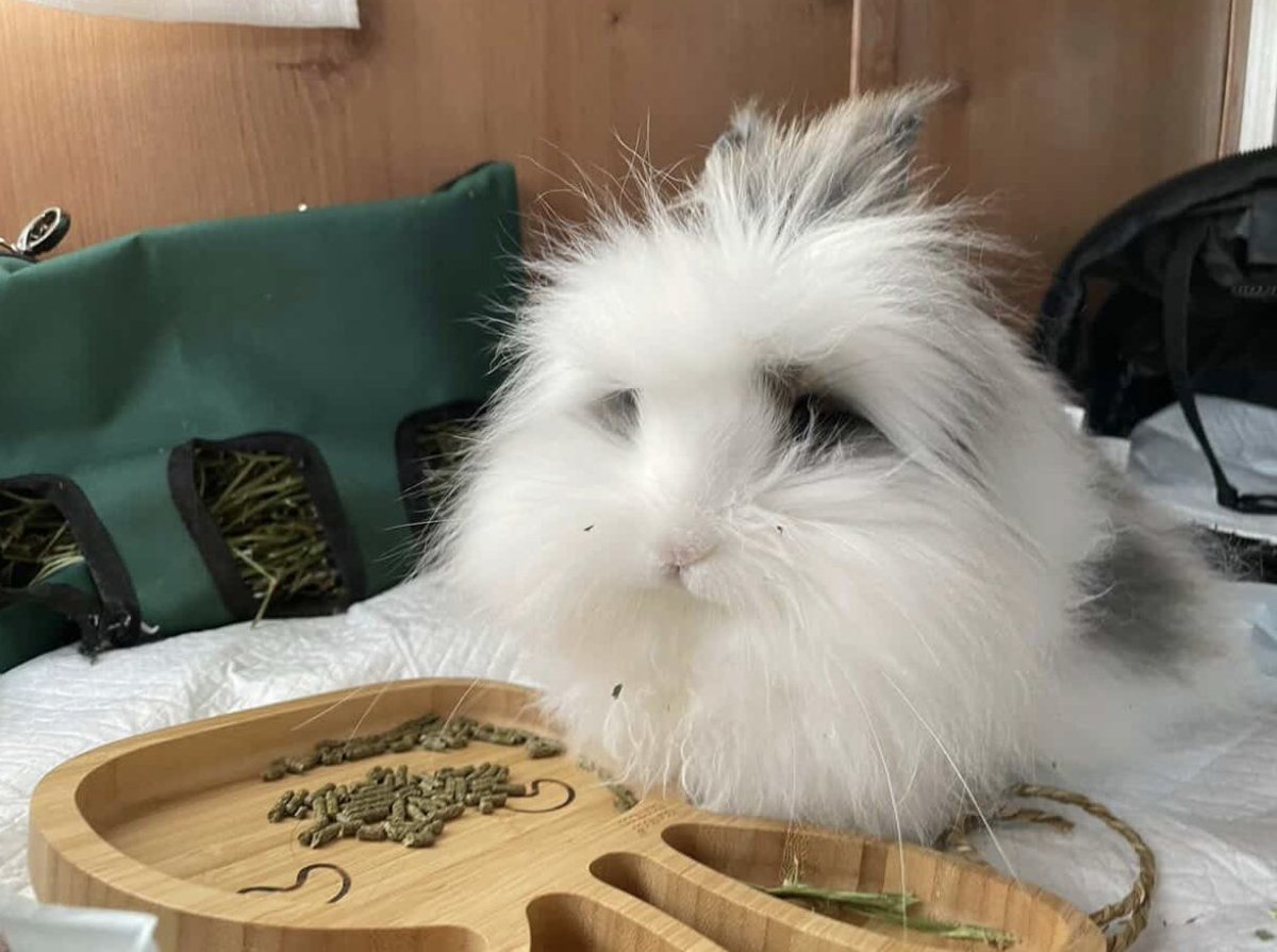 GoRVing's tweet photo. Meet Rue, our Pet of the Week! 🐰 This fluffy 4-year-old bunny cruised from Chicago to Arizona in an RV, living her best life while her humans explored. Adventure buddies come in all shapes and sizes! Show Rue some love 💗 DM us your RV pet for a chance to be featured! #GoRVing https://t.co/OfREIFjl3V