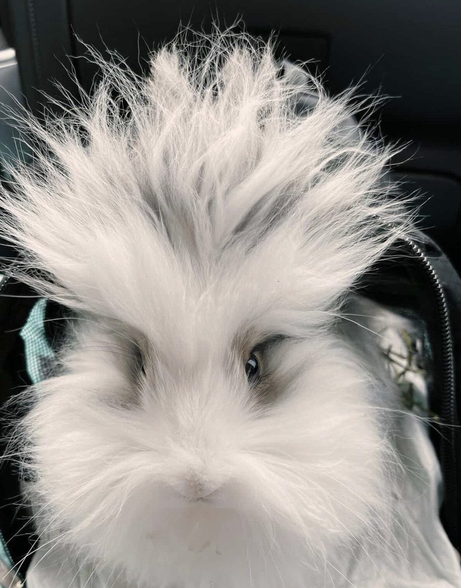 GoRVing's tweet photo. Meet Rue, our Pet of the Week! 🐰 This fluffy 4-year-old bunny cruised from Chicago to Arizona in an RV, living her best life while her humans explored. Adventure buddies come in all shapes and sizes! Show Rue some love 💗 DM us your RV pet for a chance to be featured! #GoRVing https://t.co/OfREIFjl3V